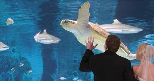 Newport Aquarium